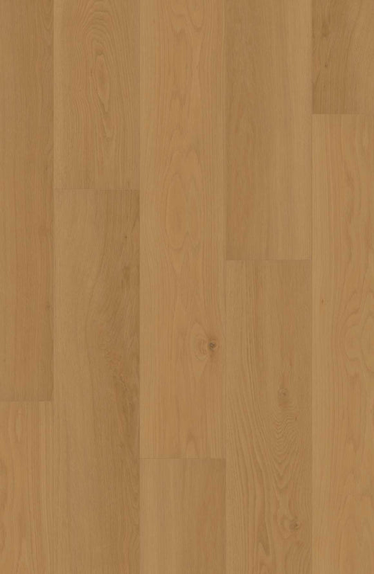 Daybreak Oak