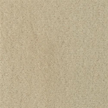 Sand Dollar