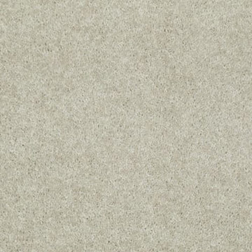 Sand Dollar