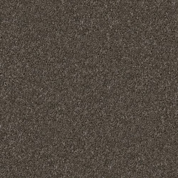 Schnauzer