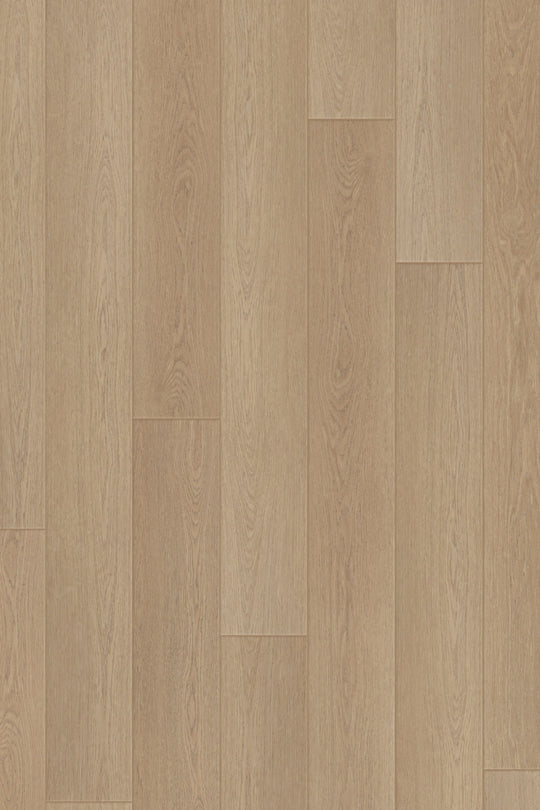 Harbor Oak