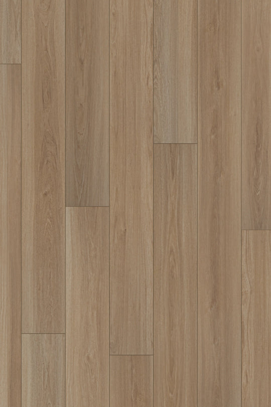 Latte Oak
